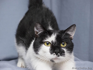 Мурзик - безумно ласковый черно-белый котик в дар! - Изображение #3, Объявление #1515473
