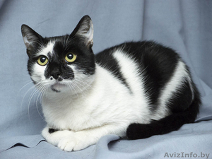 Мурзик - безумно ласковый черно-белый котик в дар! - Изображение #6, Объявление #1515473