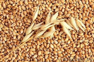 ПРОДАЕМ пшеницу фуражную - Изображение #1, Объявление #1517796