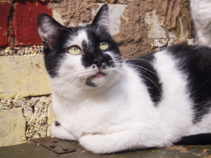 Мурзик - безумно ласковый черно-белый котик в дар! - Изображение #2, Объявление #1515473