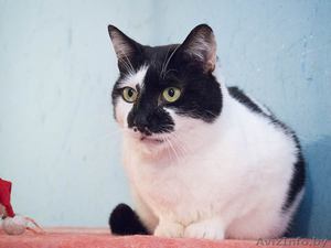 Мурзик - безумно ласковый черно-белый котик в дар! - Изображение #1, Объявление #1515473