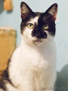 Мурзик - безумно ласковый черно-белый котик в дар! - Изображение #5, Объявление #1515473