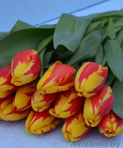 Тюльпан и примула  к 8 марта