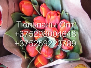 Тюльпаны Опт - Изображение #3, Объявление #1534432