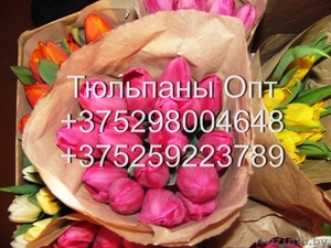 Тюльпаны Опт - Изображение #4, Объявление #1534432