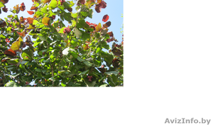 саженцы фундука краснолистного и зеленолистного - Изображение #2, Объявление #1535578