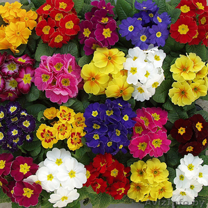 Продажа цветов к 8 марта: крокусы, примулы, тюльпаны - Изображение #2, Объявление #1536994