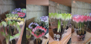 Продажа цветов к 8 марта: крокусы, примулы, тюльпаны - Изображение #4, Объявление #1536994