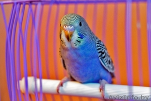 Волнистый попугай птенцы - Изображение #2, Объявление #1535605