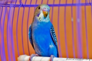 Волнистый попугай птенцы - Изображение #3, Объявление #1535605