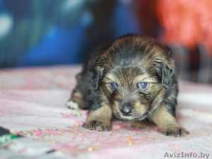 маленькие Цвергшнауцер щенки