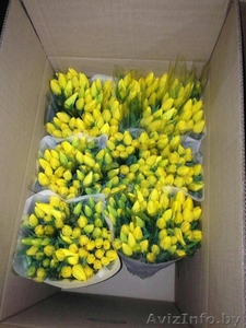 Тюльпаны оптом из Голландии - Изображение #2, Объявление #1538760