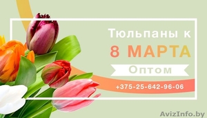 Цветы. Голландские Тюльпаны к 8 марта оптом от производителя. - Изображение #1, Объявление #1540544