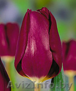 Цветы. Голландские Тюльпаны к 8 марта оптом от производителя. - Изображение #3, Объявление #1540544