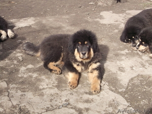 Прекрасные щенки тибетского мастифа - Изображение #2, Объявление #1541360