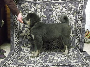 Прекрасные щенки тибетского мастифа - Изображение #3, Объявление #1541360