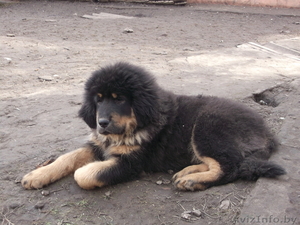 Прекрасные щенки тибетского мастифа - Изображение #4, Объявление #1541360