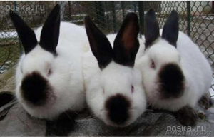 Кролики  калифорнийцы - Изображение #1, Объявление #1541545