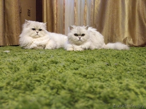 Персидские котята классик - Изображение #2, Объявление #1557163
