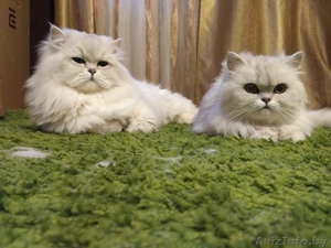 Персидские котята классик - Изображение #3, Объявление #1557163