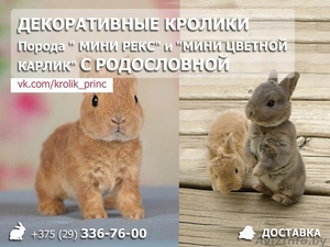 Декоративные кролики с родословной - Изображение #1, Объявление #1562015
