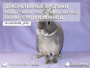 Декоративные кролики мини рекс и мини цветной карлик - Изображение #1, Объявление #1562030