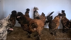 Цыплята редких пород - Изображение #2, Объявление #1575415