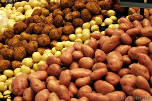 Оптовые поставки картофеля по низким ценам. - Изображение #1, Объявление #1570328