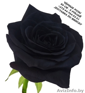 Чёрные розы купить в Минске - Изображение #1, Объявление #1576000