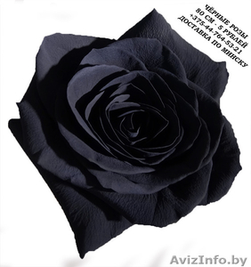 Чёрные розы купить в Минске - Изображение #2, Объявление #1576000