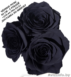Чёрные розы купить в Минске - Изображение #3, Объявление #1576000