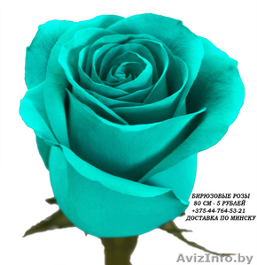 Бирюзовые розы купить в Минске - Изображение #2, Объявление #1576004