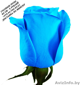 Голубые розы купить в Минске - Изображение #2, Объявление #1576002