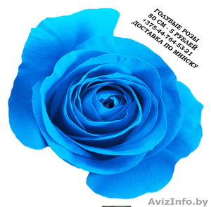 Голубые розы купить в Минске - Изображение #3, Объявление #1576002