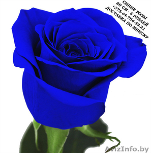 Синие розы купить в Минске - Изображение #1, Объявление #1575999