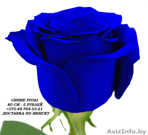 Синие розы купить в Минске - Изображение #2, Объявление #1575999