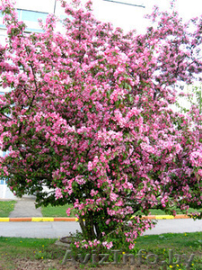 Райские яблони сортовые саженцы