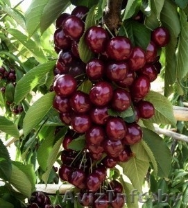 Колоновидные абрикосы,  персики,  вишни,  черешни,  сливы,  груши,  яблони 1