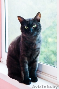Шикарный черный с дымчатым котяра, бодр и здоров! - Изображение #2, Объявление #1581061