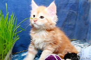 Очаровательные котята Мейн-кун - Изображение #1, Объявление #1589390