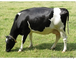 Куплю коров живым весом в беларуси - Изображение #1, Объявление #1343283