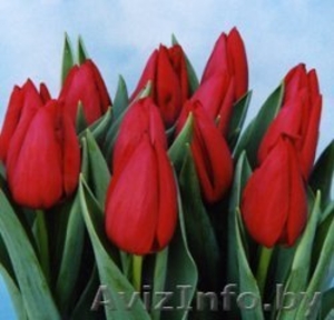 Свежесрезанные тюльпаны в г. Минск  - Изображение #4, Объявление #1037548