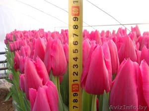 Свежесрезанные тюльпаны в г. Минск  - Изображение #3, Объявление #1037548