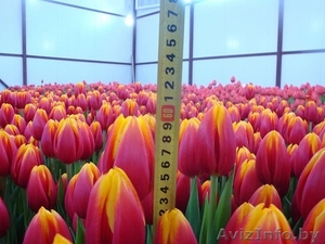 Свежесрезанные тюльпаны в г. Минск  - Изображение #2, Объявление #1037548
