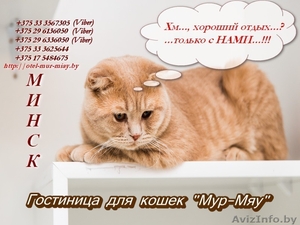 "Мур-Мяу" - гостиница для кошек, Минск - Изображение #1, Объявление #1598399