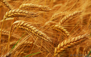 Пшеница фуражная покупаем опт  - Изображение #1, Объявление #1610703