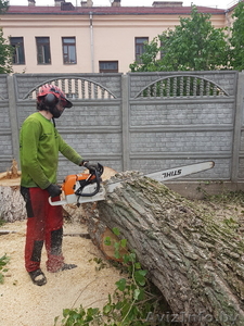 Профессиональное удаление деревьев любой сложности по всей Беларуси - Изображение #4, Объявление #1612830