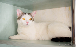 Кошка УМКА –блондинка - вундеркот - Изображение #4, Объявление #1612900
