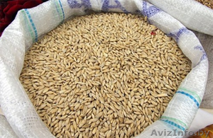Пшеницу фуражную - Изображение #1, Объявление #477937