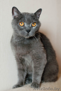 Бархат - британский кот в дар - Изображение #3, Объявление #1625337